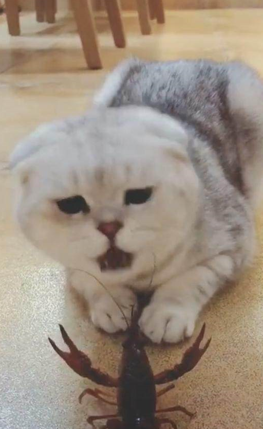猫咪生吃小龙虾，却被夹的嗷嗷直叫，猫：喵要让铲屎的炖了你！