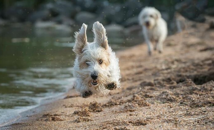 汪星人冷知识:狗狗外出后乱跑是在减压?_时候_东西_训练