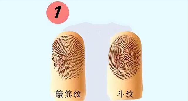 指纹有簸箕和斗型两种.