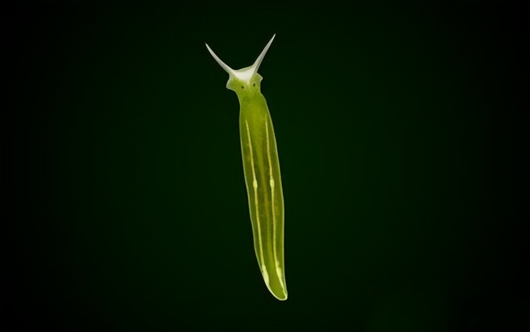 海南发现像植物又像动物的生物