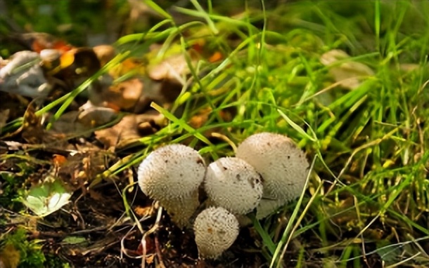马勃_草原_蒙古