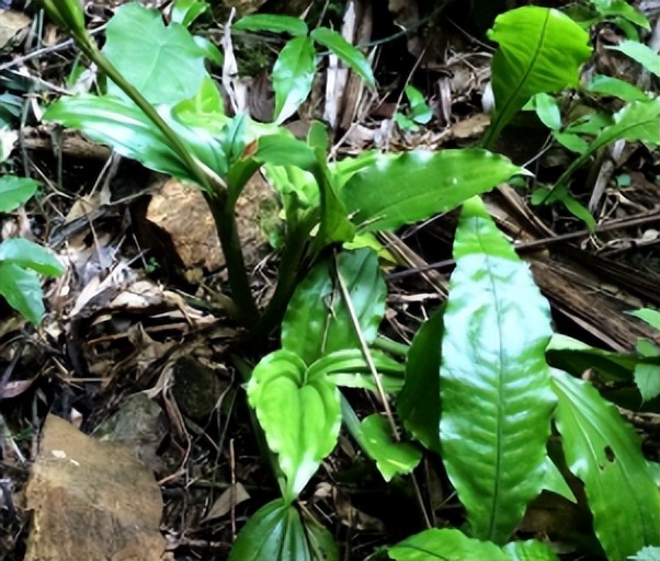 見血清:農村一野草,曾賣30一斤,現被瘋狂採挖,百元一斤難買到_人們