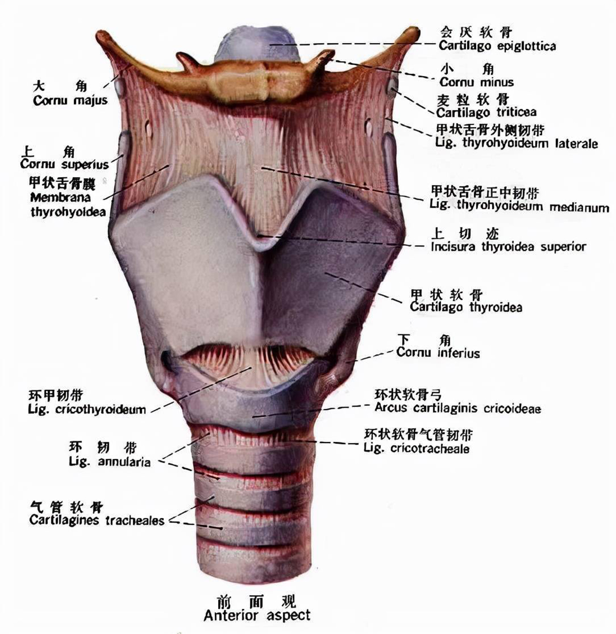 从生物学进化角度来,人类的喉结明明是致命处,为何却更明显呢?