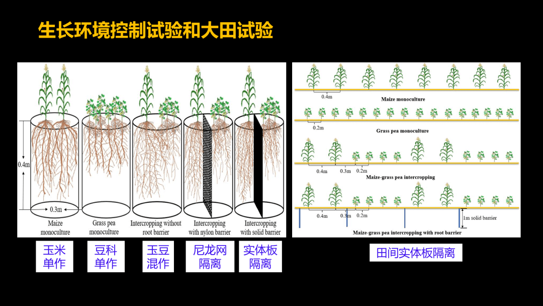 间种和套种的区别图片