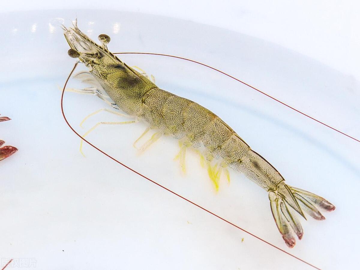 草虾和斑节虾有什么区别?菜市场买虾时,被别人忽悠了_价格_虾子_品种