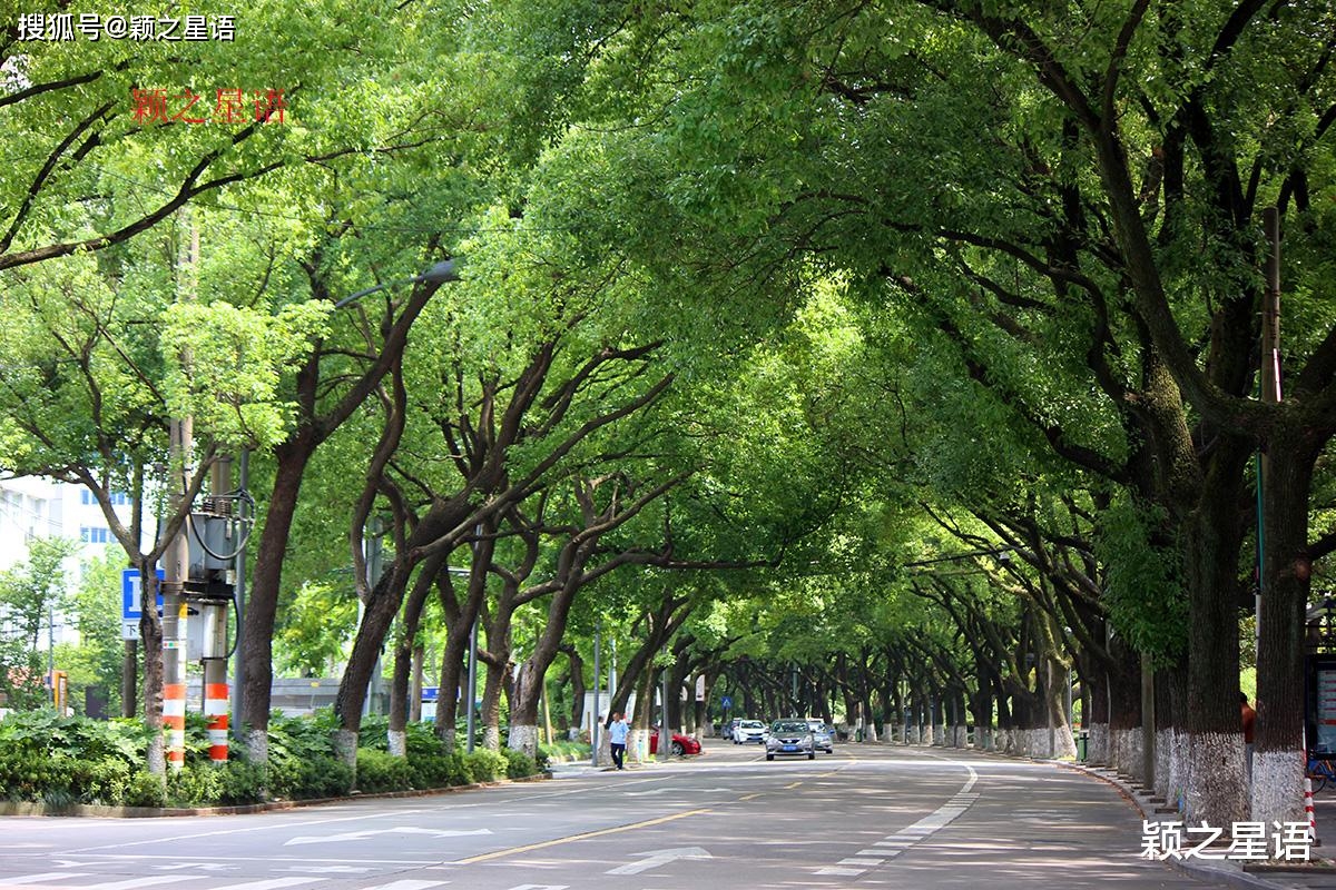 宁波市市树图片