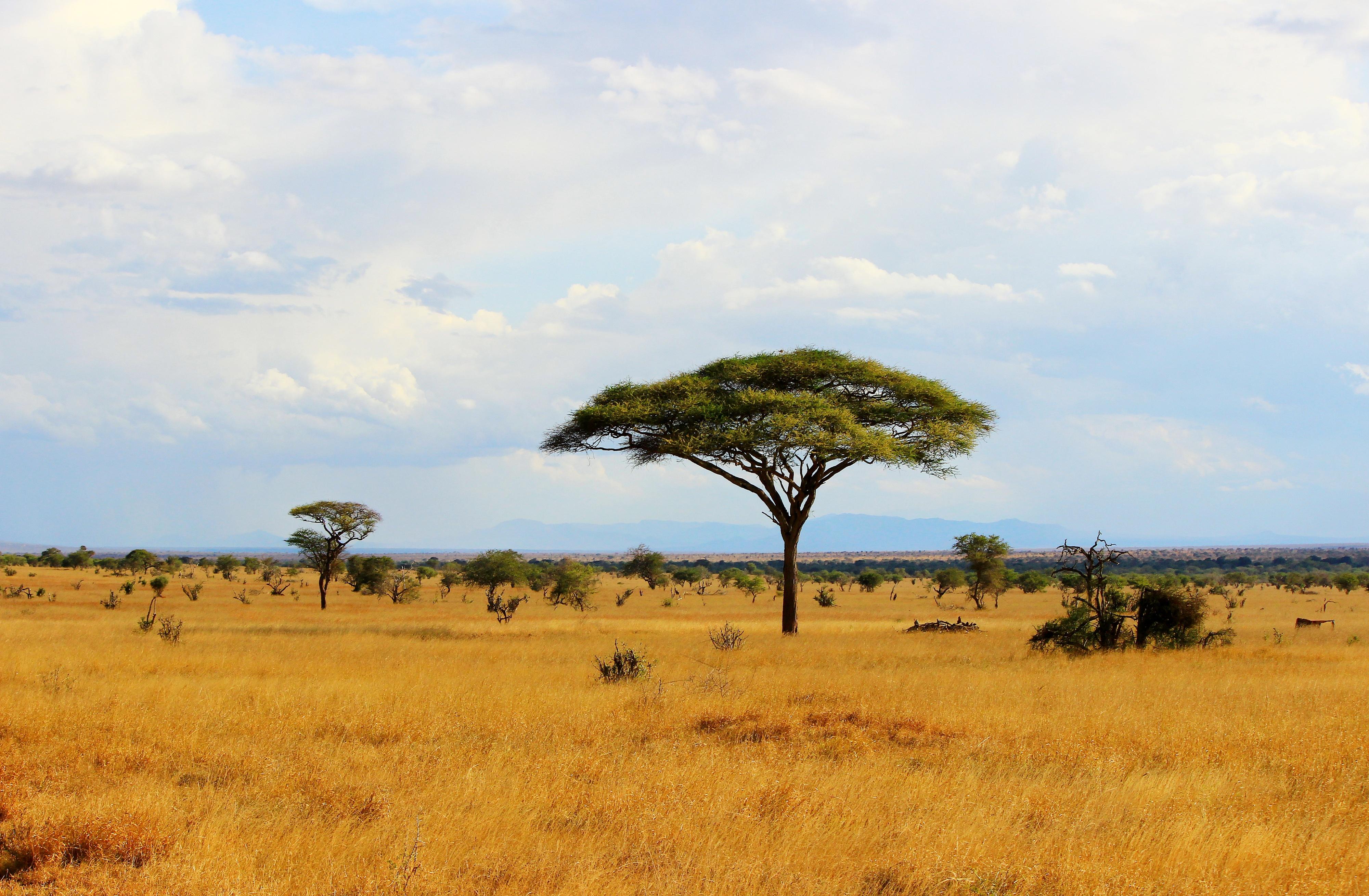西非大草原图片