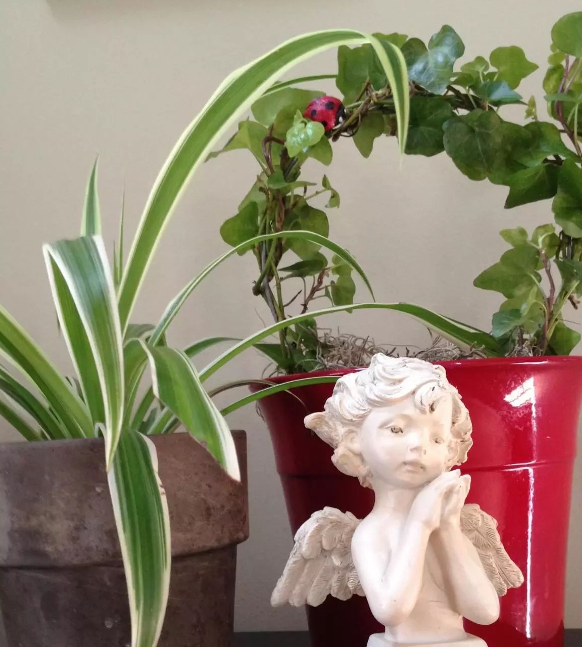 原创            照顾室内盆栽绿植注意这几点，避免植物黄叶和烂根-室内盆栽植物养护方法图片