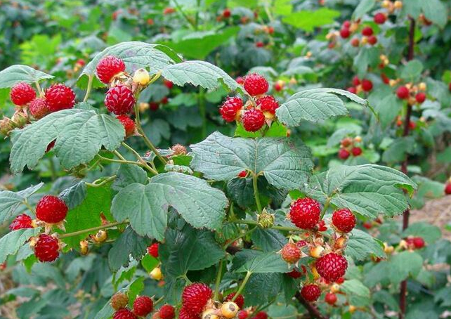 树莓_覆盆子_作用