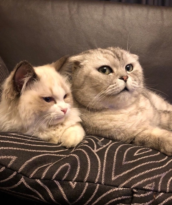 猪哥:这你就不懂了吧,爱情总是猝不及防地发生,你这么看着我们,怎么