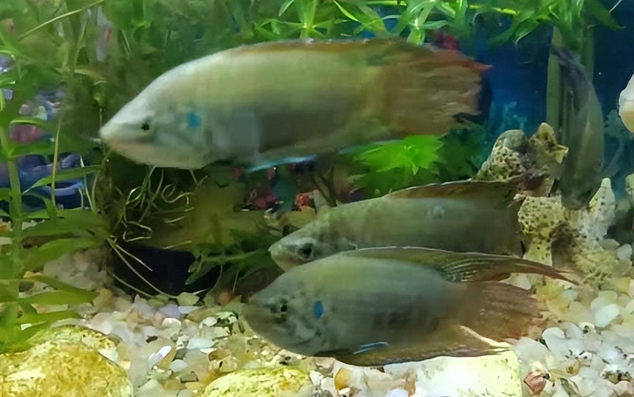 菩萨鱼曾经在农村经常见到,被当做鸡鸭零食,为啥现在很少见到?