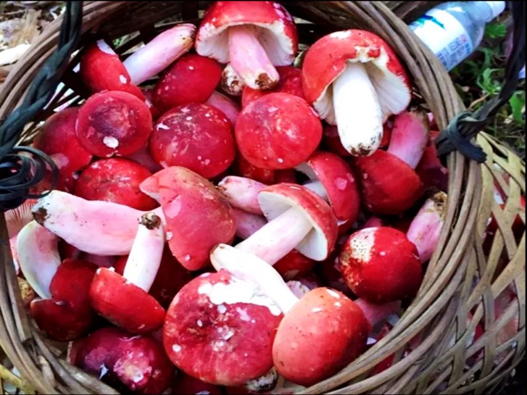 红菇近千元一斤,真的打脸桉树吗?_广西_发展_森林