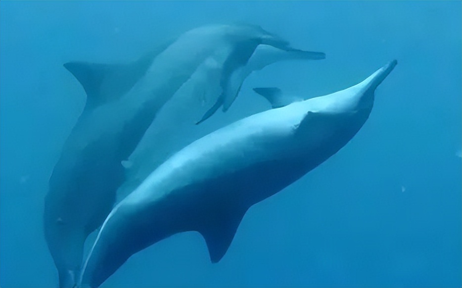 海豚生殖图片