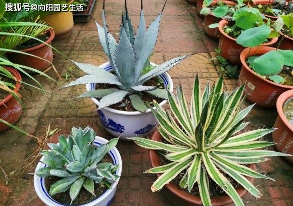 龙舌兰一棵能卖到上千块，剑麻也是龙舌兰，为啥不值钱？_繁殖_价格_植物