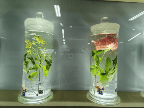 乘地铁 闻药香|仲景"药材好,药才好"体验之旅开启_乘客_制药_标本