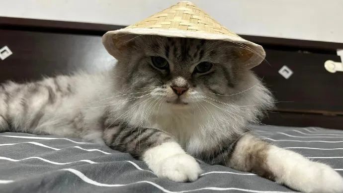 随手买了一个小斗笠给猫戴上后,越看越眼熟.这是鳌.鳌拜?