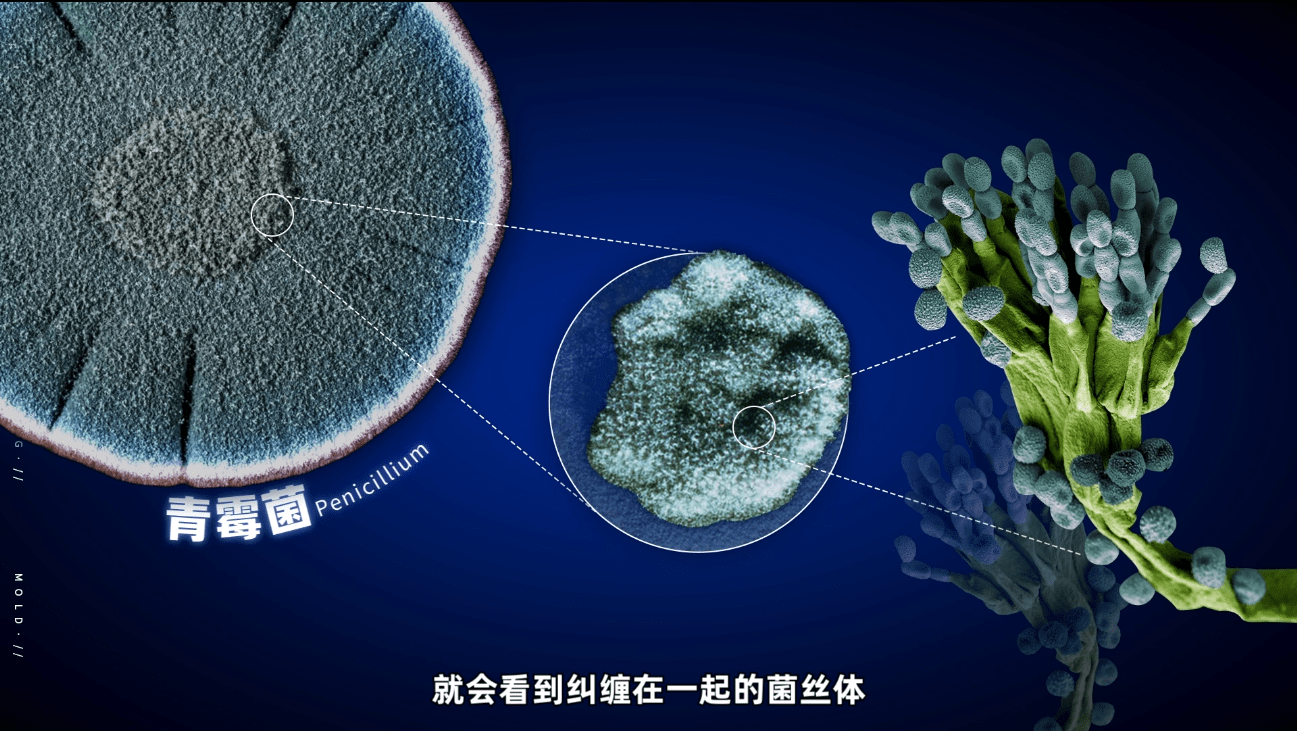 黴菌入侵危害大 梅雨季一定要做這件事_菌絲體_孢子_真菌