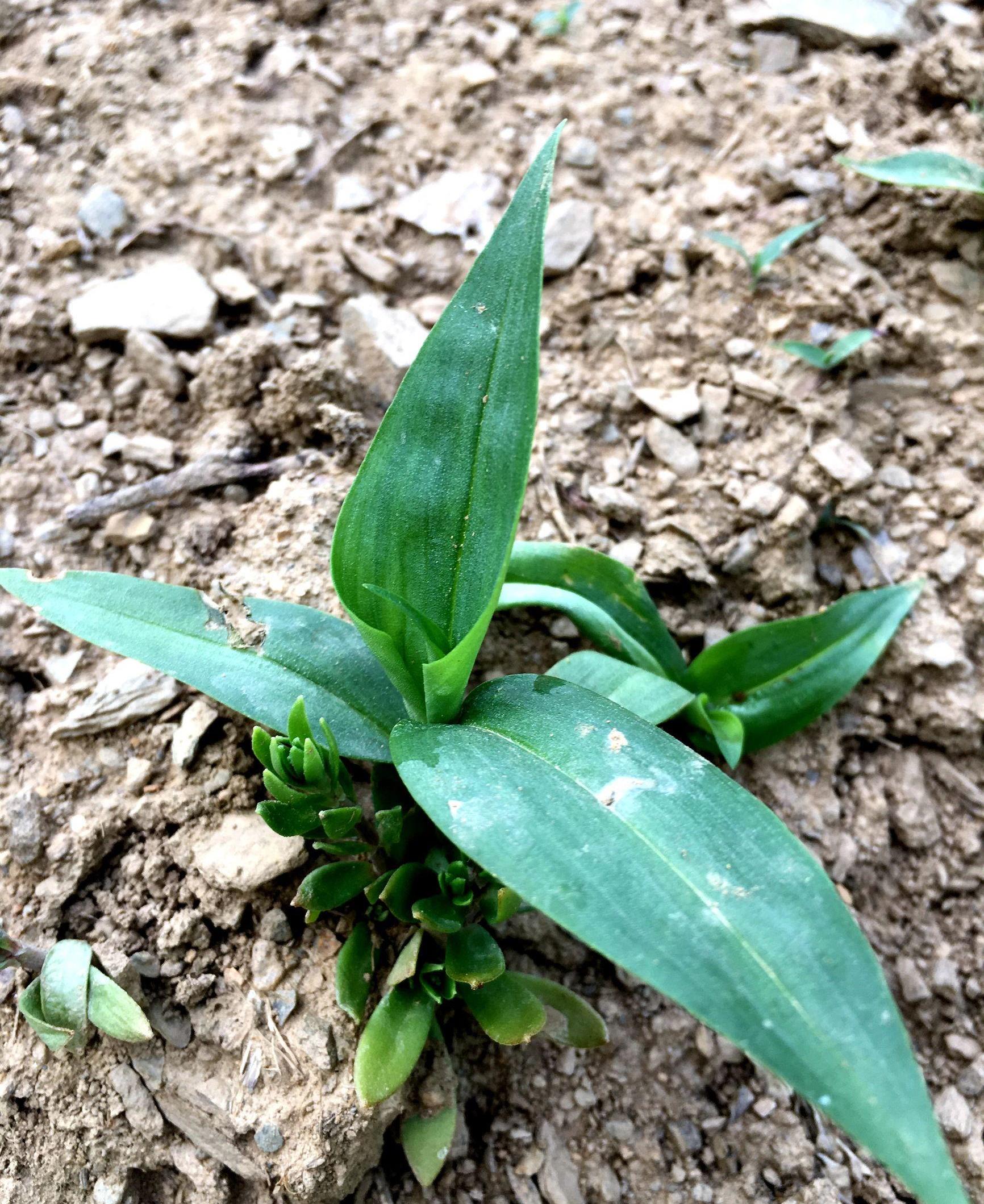 经过查阅资料,鸭跖草别名碧竹子,兰花草,竹叶菜,鸡冠菜,鸭抓菜,淡竹叶