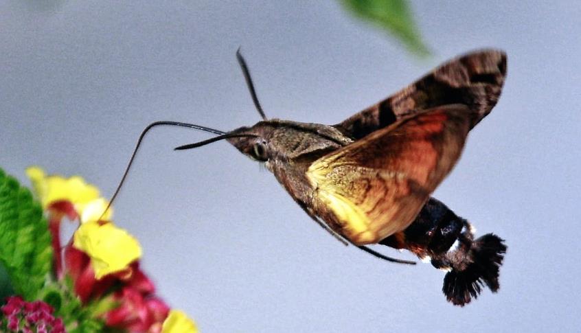 天蛾:口器伸缩自如天蛾绝对不是昆虫界身形最纤弱苗条的飞行家,但看到