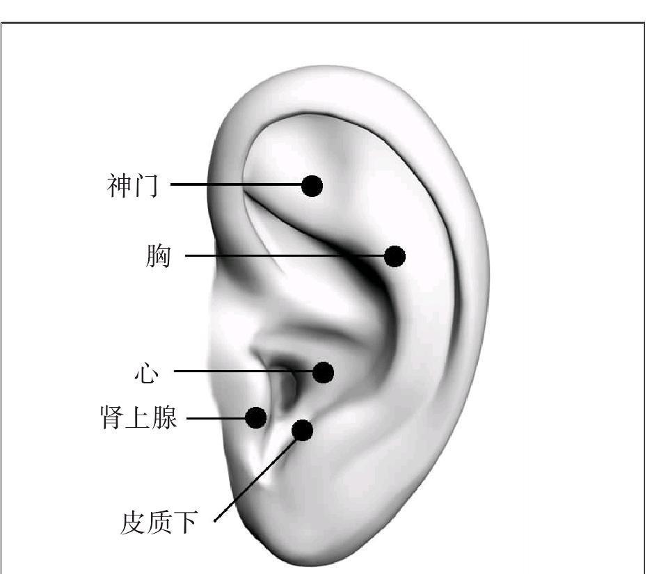 耳朵上的胃点准确图图片