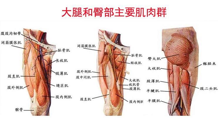 主要侧重于训练臀部的臀大肌和臀小肌;大腿后侧的股三头肌和大腿内侧
