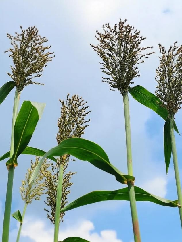 上世纪红极一时的六种水果,现在却无人问津,你知道几种?