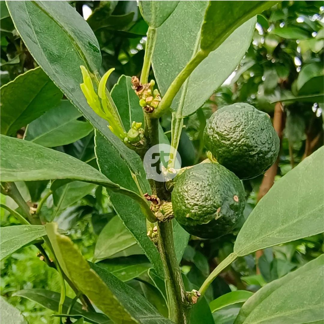 柑橘膨果的關鍵時期!做好才能品質產量兩手抓_細胞_階段_進行