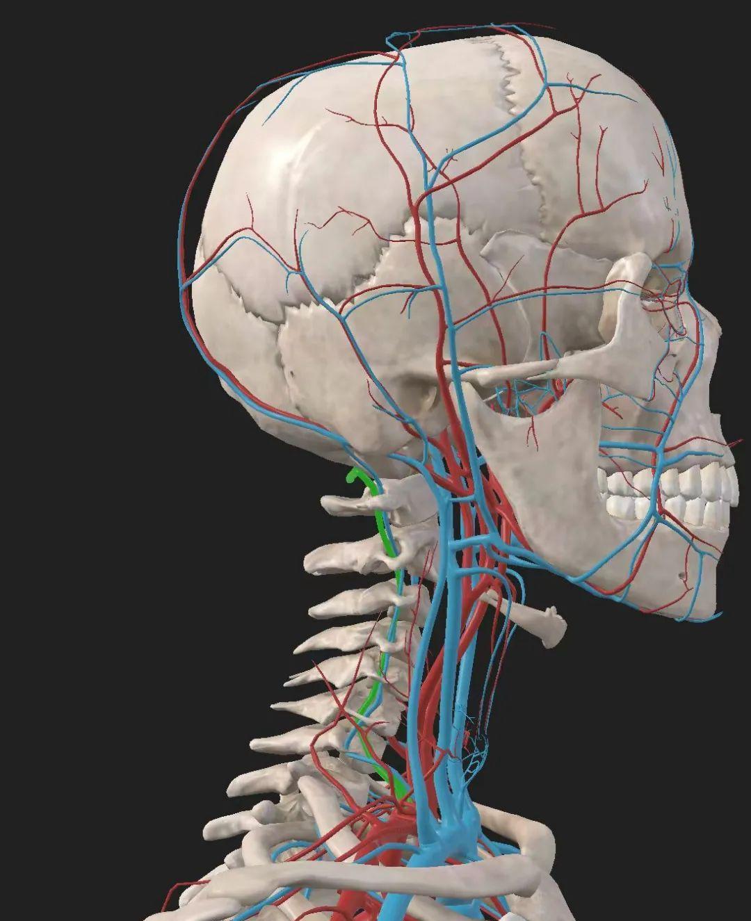 中心静脉穿刺较为棘手的并发症:椎动脉损伤!_超声_患者_进行