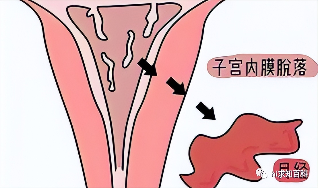 子宫_卵巢_卵子