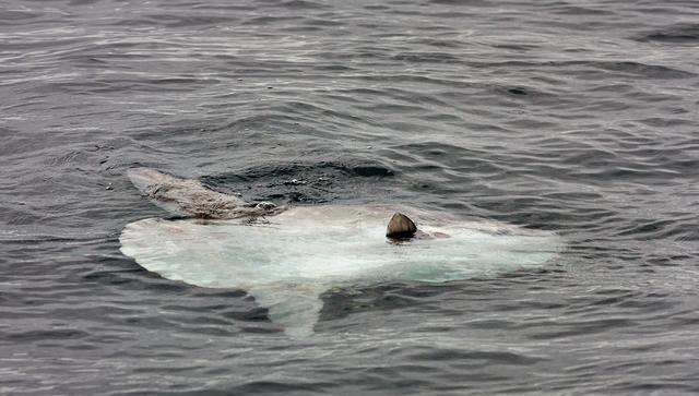 被吃了一半也不懂反抗的翻车鱼,为何不会灭绝?_人类_身体_影响