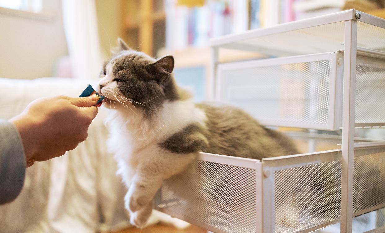 女生兼职上门喂猫遭"恋踩癖"骚扰,疑裸体躲藏,求"被踩"_行为_男子