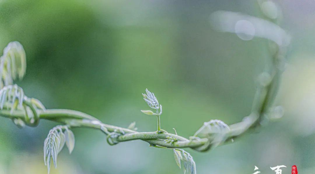 诵读二十四节气歌丨立夏：夏早日初长，南风草木香（夏早日初长,南风草木香拼音）