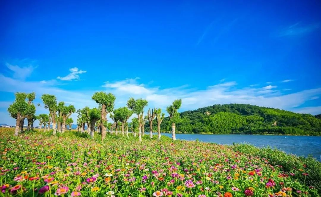 糕點店_的花海_手工