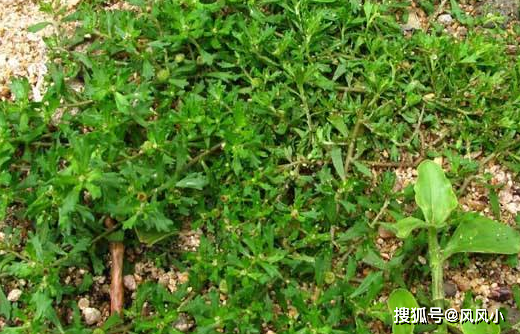 鹅不食草是一种中草药,具有祛风通窃,解毒消肿的作用.