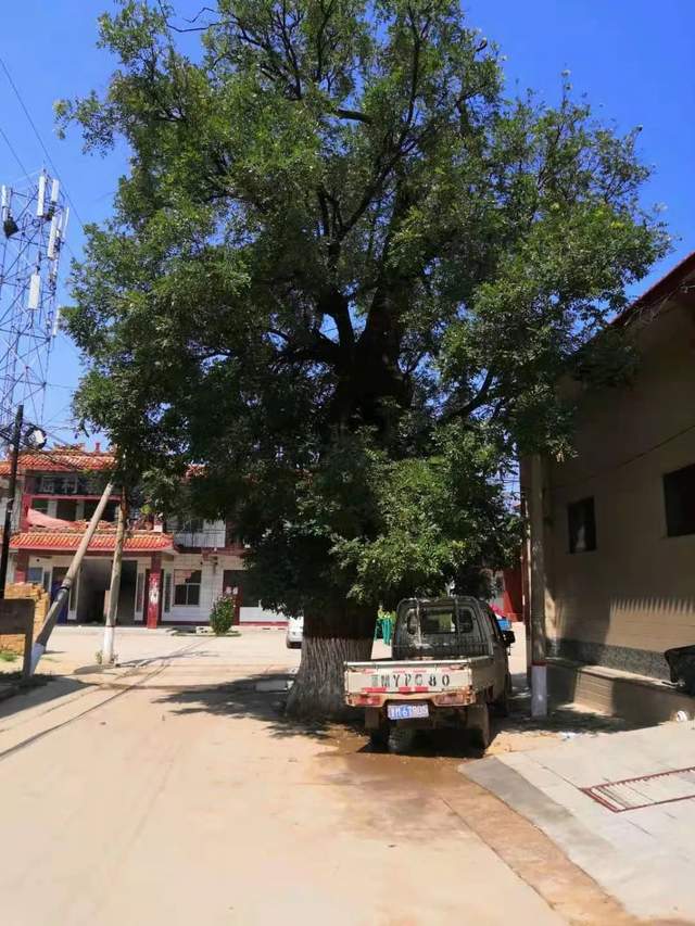 水系调研走进临猗孙吉镇屈村_村里_黄河_滩地