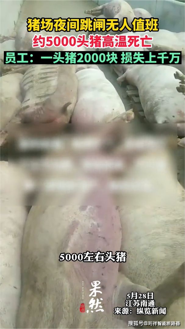 因电闸跳闸无人看管，五千头猪在高温中惨死，损失金额高达上千万-被电死的猪可以吃吗