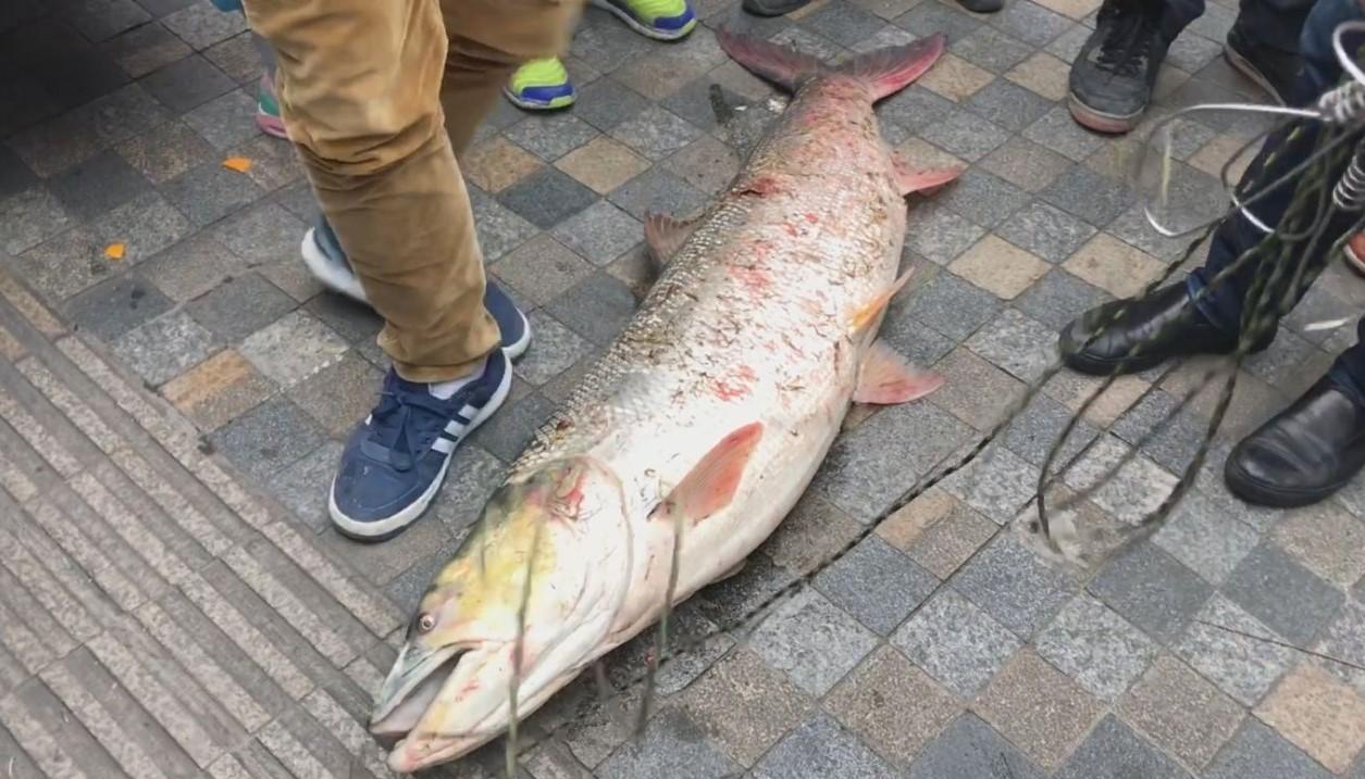 三峡大坝大鱼成群,上百斤的鳡鱼肉眼可见,网友称未必是一件好事_长江