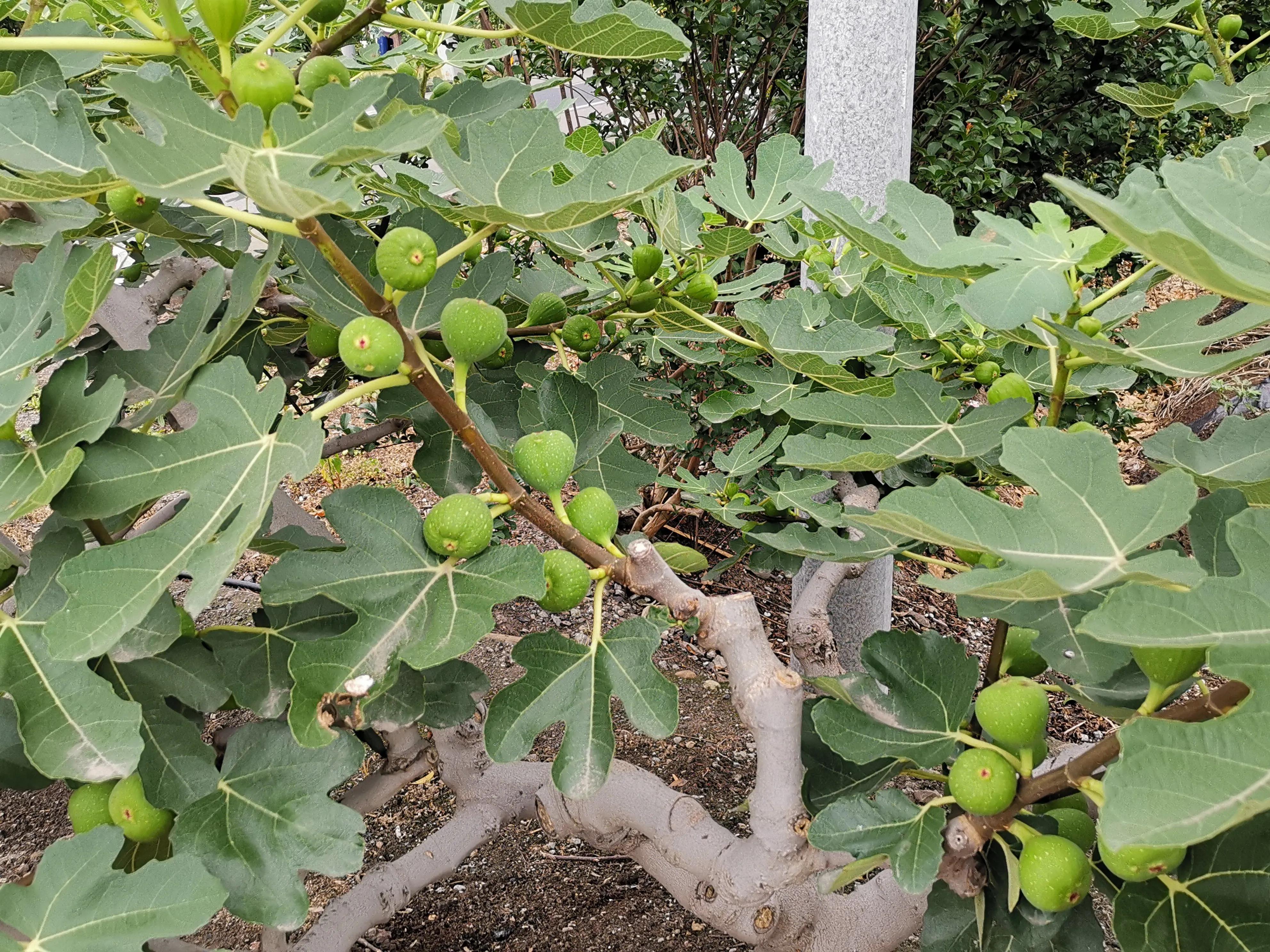 无花果树种植图片