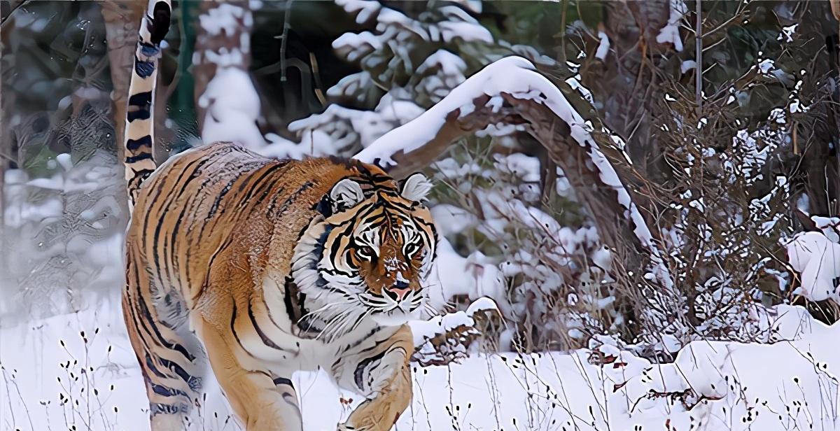 锡霍特山脉:160年前,这里是中华故土,现在是东北虎的大本营_俄罗斯