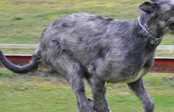 最名贵狗,第三个发威可以杀羚羊,最后一个无价之宝,忠心护主!