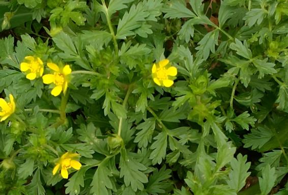 年轻一辈的朋友,估计很少有人懂了,那么我们现在来了解一下这种植物