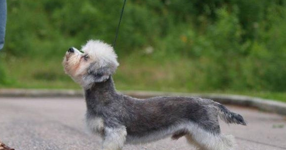 丹迪丁蒙梗犬的身体又短又细,腿又短又壮.它以"底盘低"而闻名.