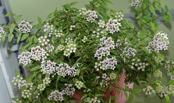 原创            此室内盆栽绿植，花叶共赏，清香幽远，花期长，易栽培，值得拥有-室内植物盆栽花卉怎么养