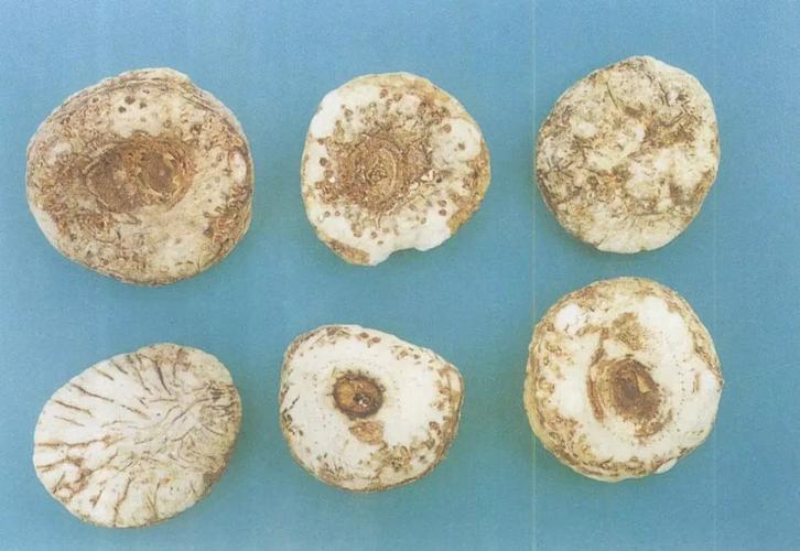 中药天南星:解毒消肿,祛风定惊,诊疗多种健康问题_小儿_功效_症状