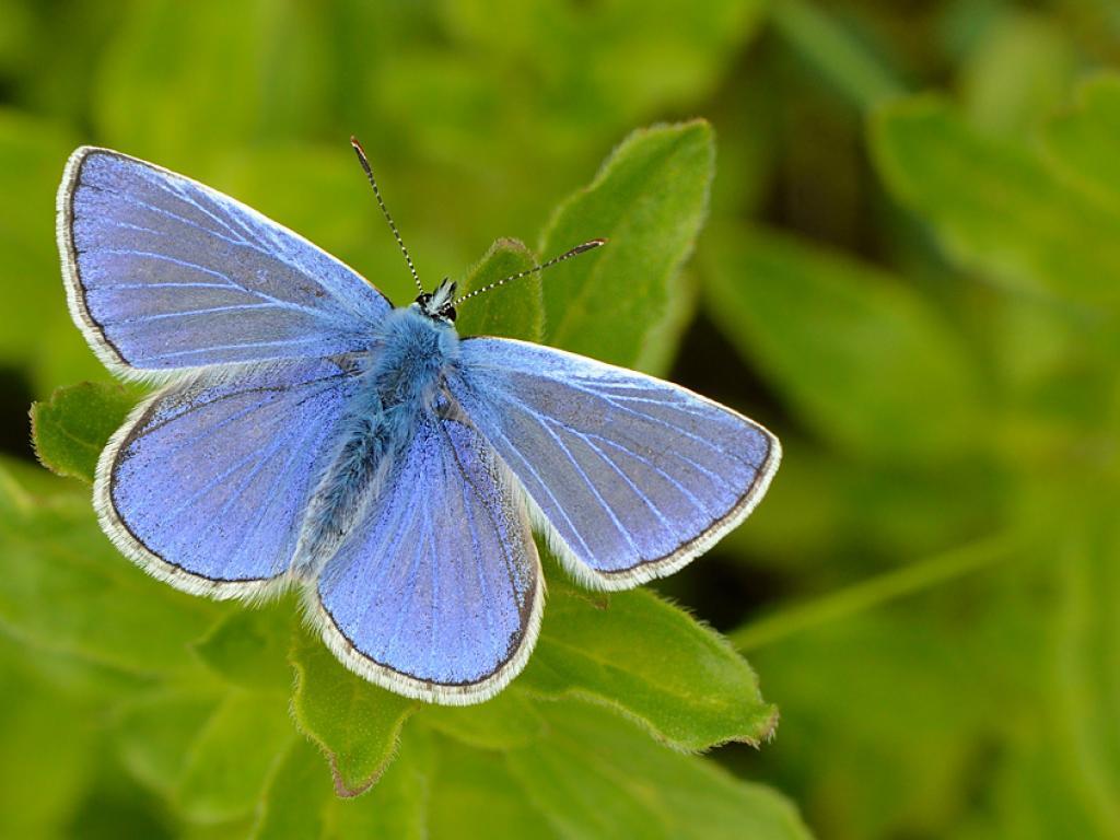 普通蓝灰蝶(common blue butterfly)玫瑰金龟子(rose chafer)隐士甲虫