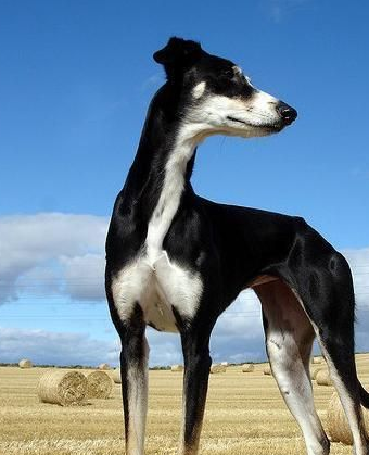 萨路基猎犬有着优美的体态,修长而均衡,短而柔滑的毛,尤其是它的耳朵