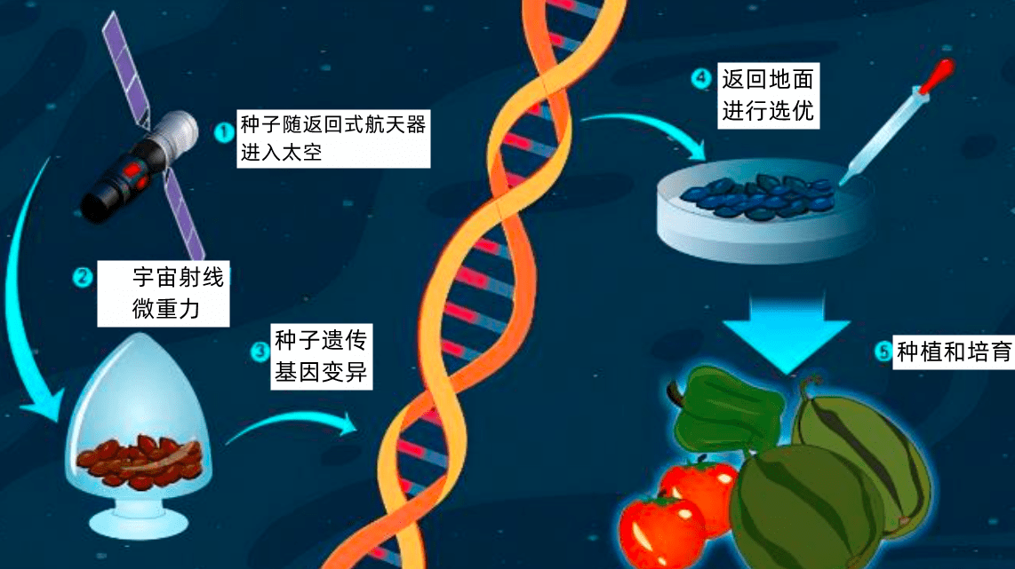 县域经济发展合作服务中台·工作委员会秘书长袁帅表示,"太空育种"