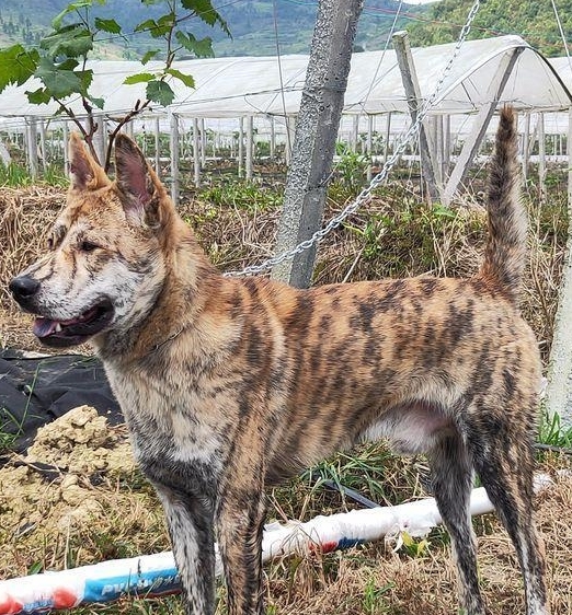 主人_颜色_中国