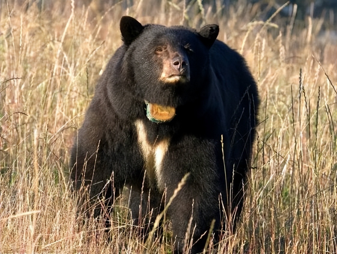 在我国的大小兴安岭,长白山林区等东北地区的亚种为东北黑熊