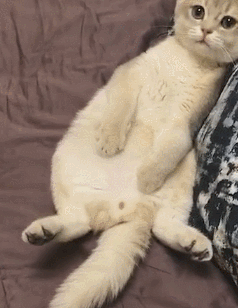 猫咪无聊玩爪子，看见主人拍照，它瞪着大眼睛，猫：要陪我玩吗？